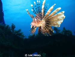 Lionfish by Loic Henry 